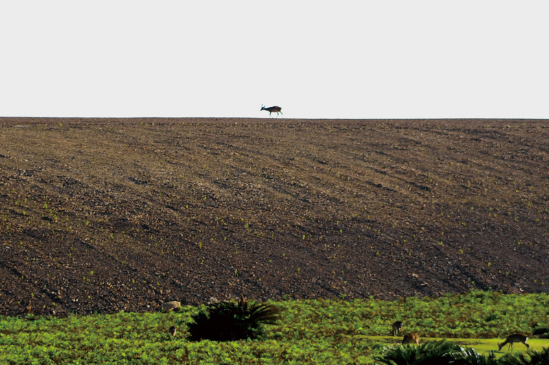 第1章7堤の牡鹿